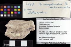 Foto (Objket + Etiketten) von Cycloprosopon sp. 